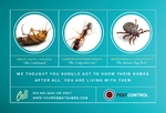 Pest Control Services Small Postcard