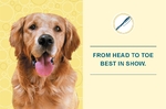 Pet Grooming Service Jumbo Postcard