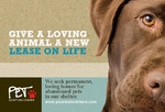 Animal Shelter & Pet Adoption Small Postcard Animal Shelter & Pet Adoption Small Postcard