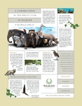 Wildlife Conservation Flyer